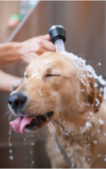 Cachorro caramelo tomando banho