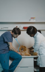Dois Veterinários cuidando de um cão de pequeno porte
